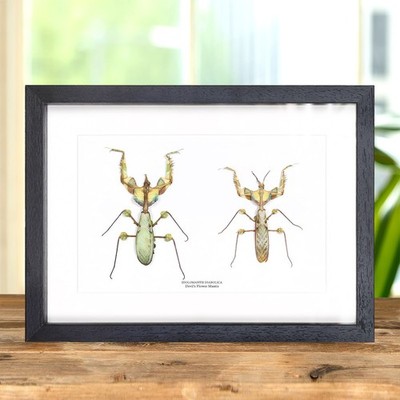 Teufelsblumenanbeterin männlich & weiblich Paar im Kastenrahmen (Idolomantis diabolica)