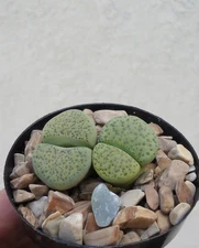 Lithops Fulviceps Aurea Succulents