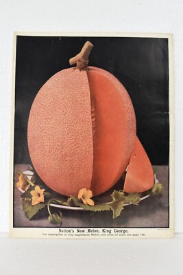 Vintage Lithograph Print Of Sutton's New Melon Fruit King George Collectibles