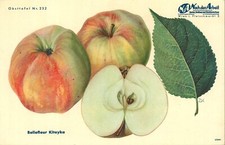 Frutticoltura Pomologia Varietà Frutta Originale da ZS Dopo Lavoro -Varietà Mela