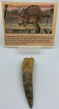 Spinosaurus Teeth Dinosaur F0SSIL Before T Rex Cretaceous D40