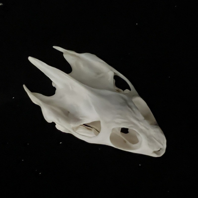 Real Taxidermy Animal Skull, Animal Bones Real for Craft, Specimen Collectibles