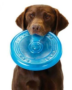 tough dog frisbee