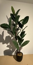 FICUS Elastica - RUBBER PLANT LARGE HOUSE PLANT in Pot INCLUDED 135 cm Tall