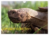 LandschildkröTen (Wandkalender 2026 DIN A4 Quer), Calvendo Monatskalender Sixt