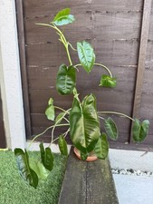 Philodendron Burle Marx Green Indoor Plant Fully Rooted 