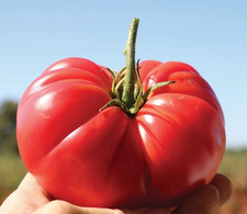120 Tomato Seeds - Delicious ---- LARGE -- WORLD RECORD -- NON-GMO