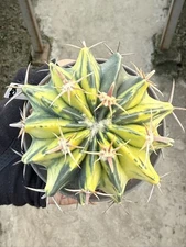 RareSucculent Plant Echinocactus texensis variegated seedgrowth WYSIWYG 050