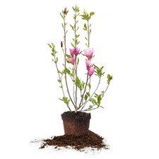 Ann Magnolia Live Plant, 3 Gallon, Includes Care Guide