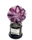 Pacific Edge All Around Gymnastics Trophy