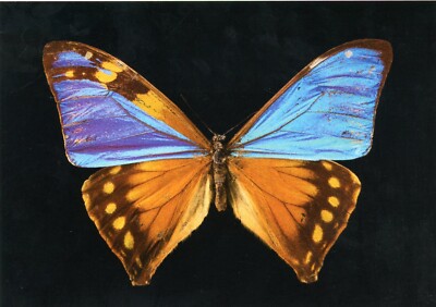 Aega morpho Butterfly (Morpho aega), 2024--New POSTCARD