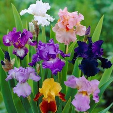 Easy to Grow Bearded Iris Colorful Crop Mix 3-9 Plant Bulbs, Spring Fall Blooms