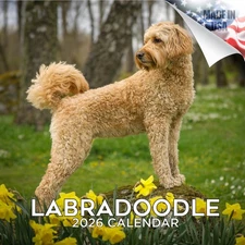 Labradoodle Dog Breed Calendar 2026 FULL SIZE 12x24 Made in USA