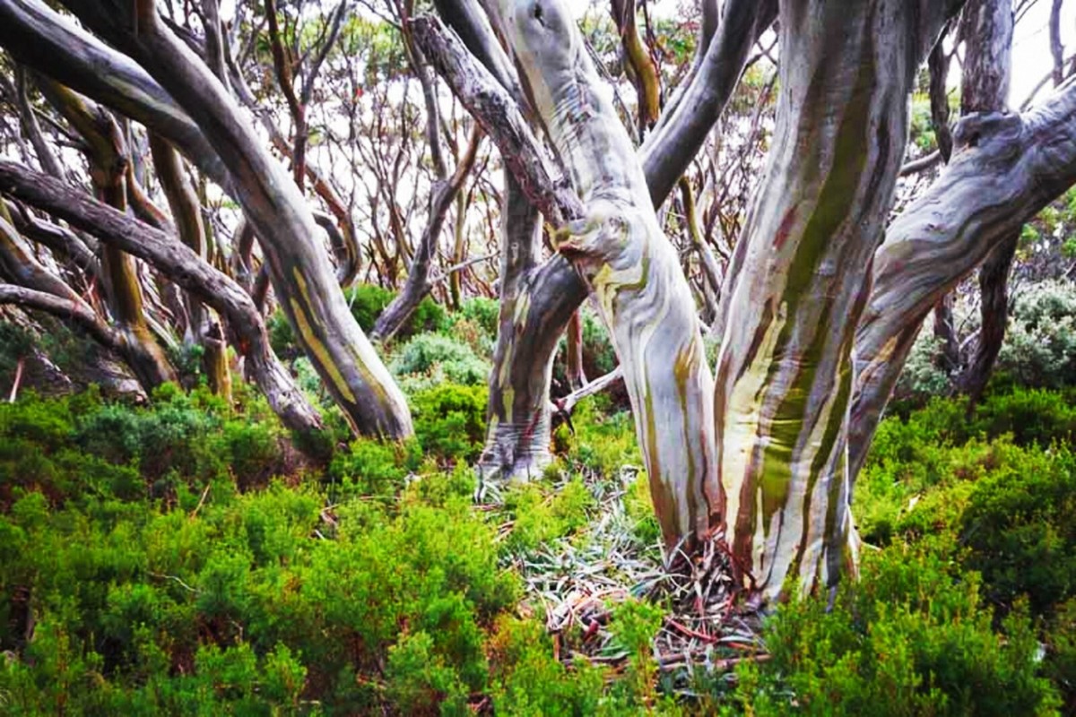 10x Eucalyptus Nitens Samen – Glanz-Eukalyptus Baum Für Garten, Schnellwachsend & Immergrün