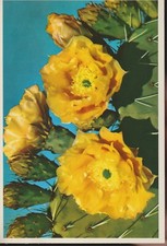 Scenic Prickly Pear Cactus Postcard Old Vintage Card View Standard Souvenir Post