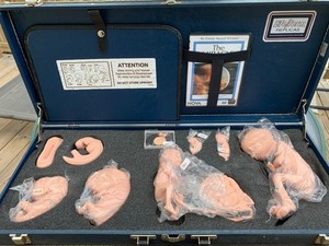 Life Form Human Reproduction And Development Fetus Model Silicone Home Ec FCS