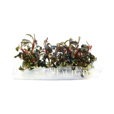 Bucephalandra Kedagang Red Tissue Culture Aquarium Plants Factory