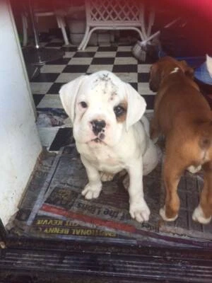 gumtree boxer puppies for sale