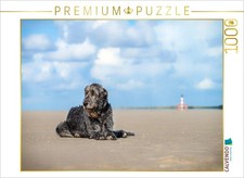 CALVENDO Puzzle Irischer Wolfshund liegt am Strand  1000 Teile Lege-Gr  e 64  