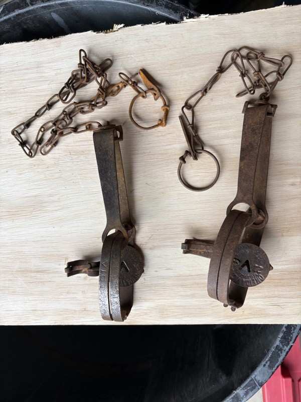 (2) VINTAGE ONEIDA VICTOR - LONG SPRING ANIMAL TRAP - Victor stamped on the jaws