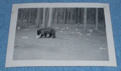 Vintage Photo Bear Feeding On Garbage In Forest Unknown Location