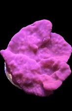 Live Coral Sponge Red Photosynthetic 1"-2"
