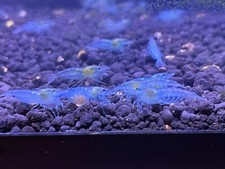 10 1 Blue Jelly Shrimp Live Freshwater Shrimp Aquarium Neocaridina Inverts