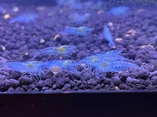 10+1 Blue Jelly Shrimp Live Freshwater Shrimp Aquarium Neocaridina Inverts