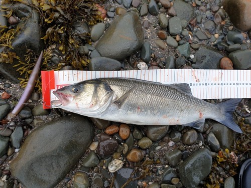 ALBIE SNAX 2 CAVITY ALUMINIUM MOLD MAKES 2 X 6” LABRAXSTICK 21g FISHING LURES. - Picture 9 of 9