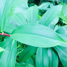 Organic Insulin Plant LeafTea Thebu Ceylon Natural Dry Powder Costus Igneus 100g