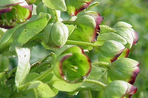 Helleborus foetidus | Stinking Hellebore | Dungwort | 5 Seeds