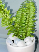 Boston Fern | Sword Fern | Nephrolepis exaltata | Indoor Plant | Houseplant