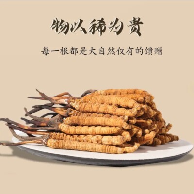 L'oro Himalayano Nepal Di Yartsa Gunbu Yarsagumba Di Sinesis Di - Foto 2