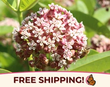 BULK COMMON MILKWEED SEEDS | Monarch Butterfly Native Flower, Asclepais Syriaca