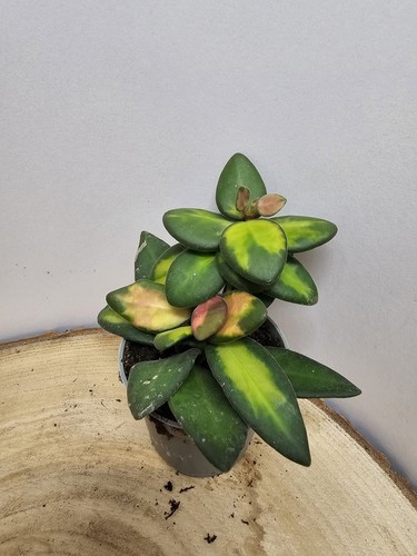 heavenly HOYA Hoya sp. aff. burtoniae variegata babyplant - Bild 2 von 3