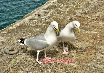 FOTO PENZANCE (2) EIN PAAR HERINGSMÖWEN WANDERN AM SÜDKAI HERUM. Stift