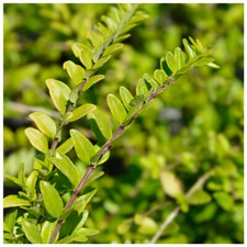 5 Lonicera Nitida  Hedging Box Honeysuckle Tree Plants, 40-60cm Tall