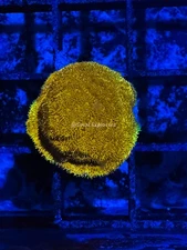 CE- WYSIWYG Orange Psammocora Frag Live Coral LPS SPS #R1GN2