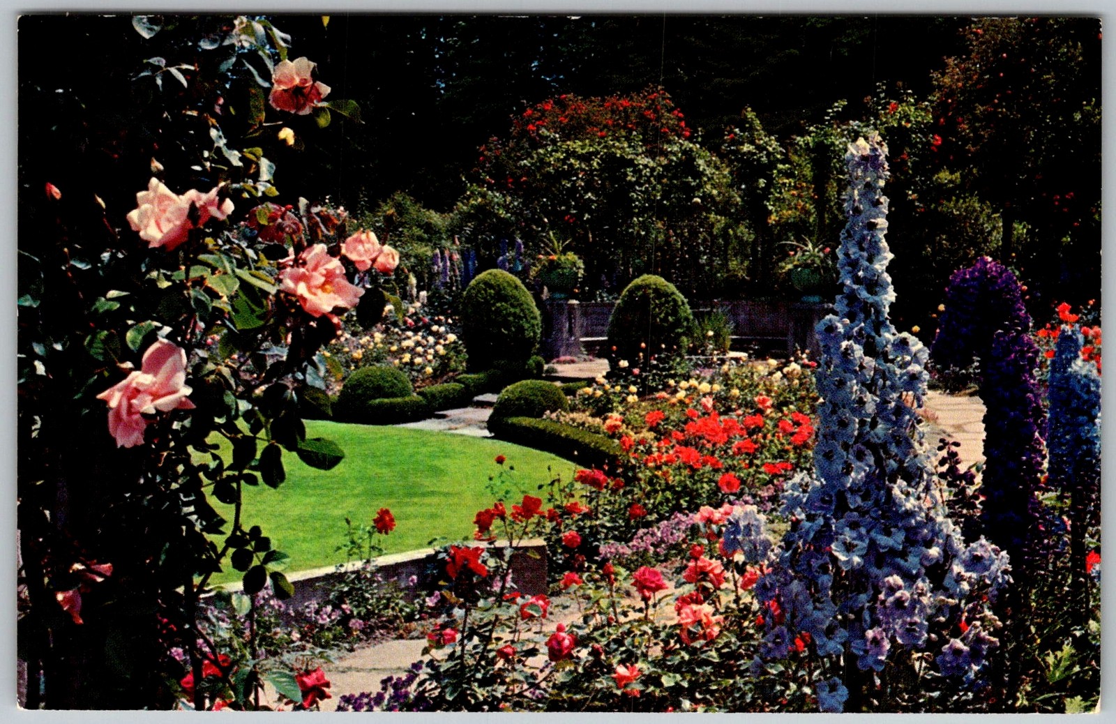 Vtg Postcard Butchart Gardens Delphinium Victoria, Bc, CA 1950s