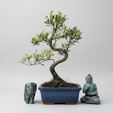 Brush Cherry (Syzygium) Bonsai Tree | Shaped | In 15cm Pot