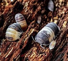 12 Live Cubaris sp Panda King Isopods - Bio-Active Insect Clean Up Crew