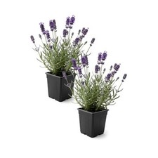 Lavender 2 Pack - Blooms, Live Fragrant Aromatic Flowering Purple