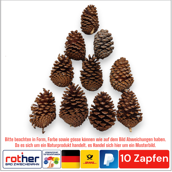 10X Tannenzapfen Pinus Maritima Advent Weihnachten Zapfen GrößE Ca.10-14Cm-image