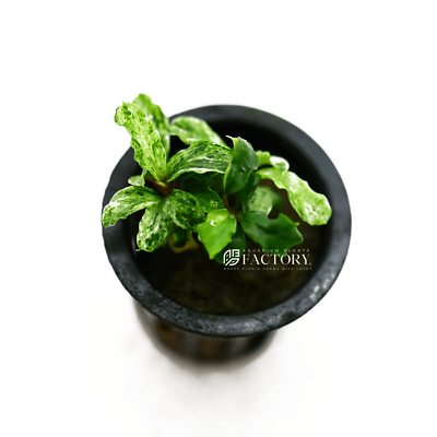 Bucephalandra White Marble | Aquarium Plants Factory® | eBay