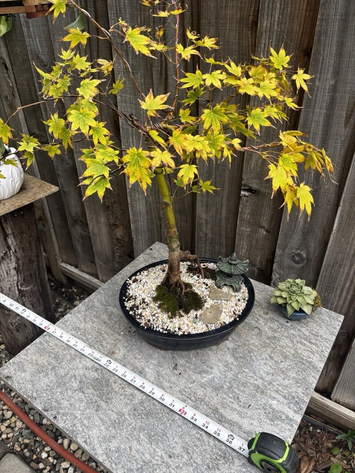 18 YR OLD JAPANESE MAPLE BONSAI TREE IN 12” CERAMIC POT ( SANGU KAKU Variety) - Image 4 of 4
