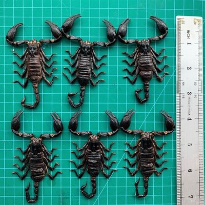 Set 6 Real Small Scorpion Specimens Taxidermy Gothic Decor Oddity Entomology Art