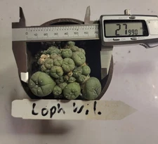 Rare Cactus LW LoPh w/ roots Button Cacti CAESPITOSA CLUSTER Seed Grown