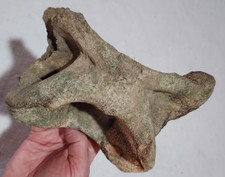 Bison Atlas Vertebra Bone Fossil from Ice Age
