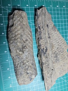 Champsosaur Sp 2 Fossil Dr Bruce Stinchcomb Collection Judith River