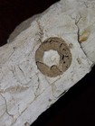 Chrinoid Fossil in Rock Matrix Specimen with Circular Impression, Approx. 6"x 1" — photo 8